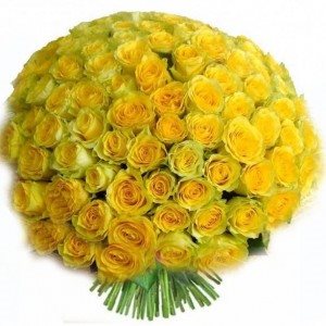 101 роза Эквадор желтая